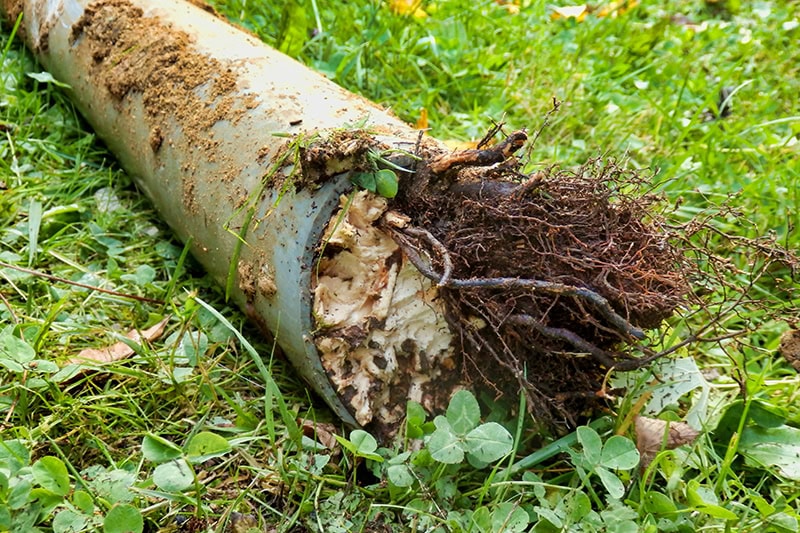 A section of plastic pipe lies on a patch of green grass, completely clogged by a dense mass of tree roots and dirt protruding from its open end.